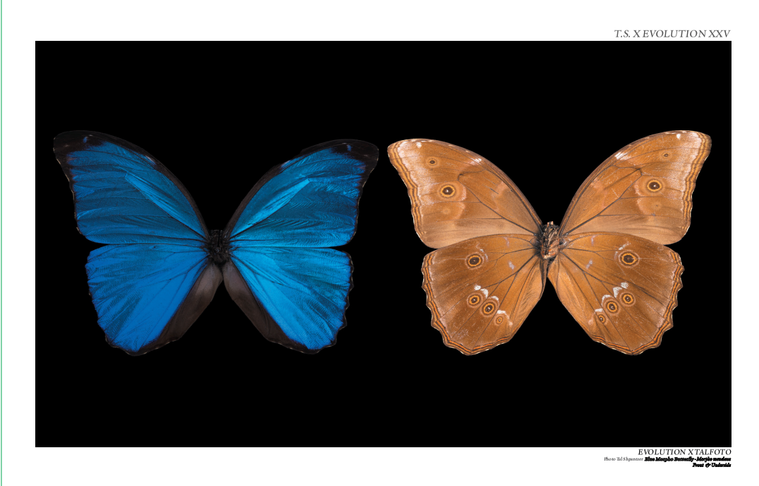 Blue Morpho  Butterfly , Front & Underside View