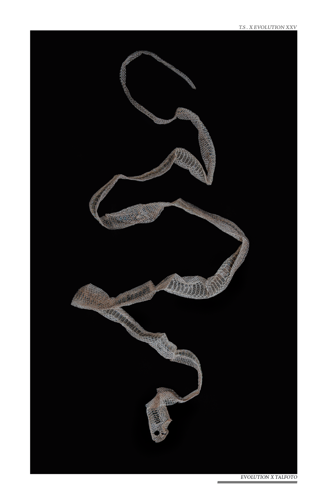 Snake Skin Shed Poster