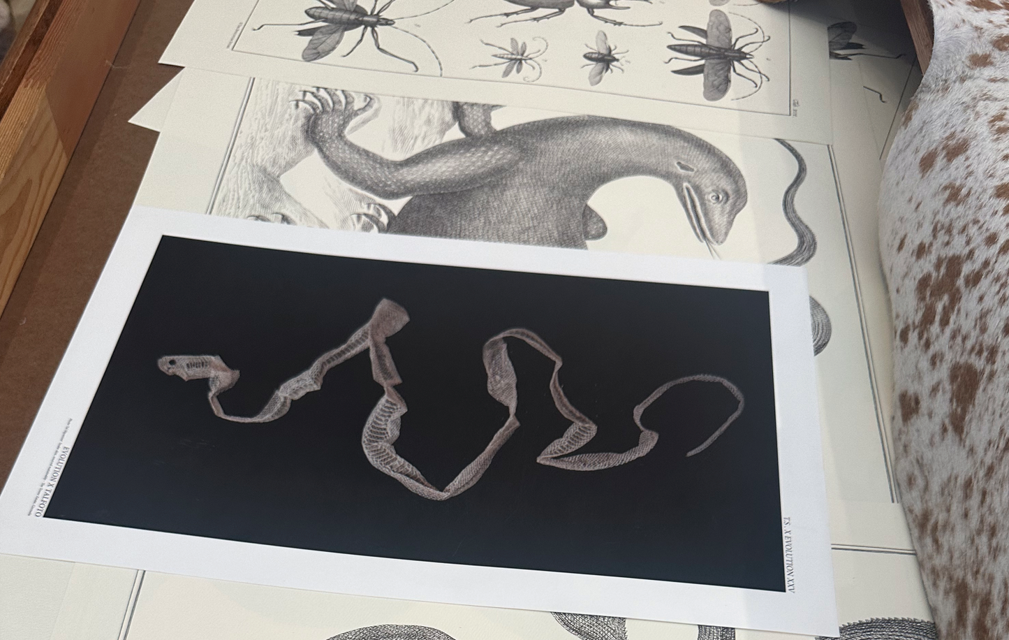 Snake Skin Shed Poster