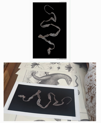 Snake Skin Shed Poster