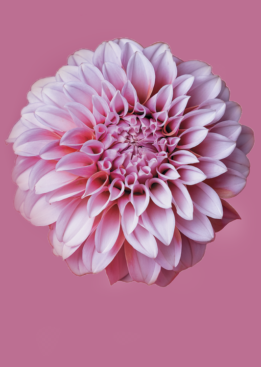 New Dahlia in Pink