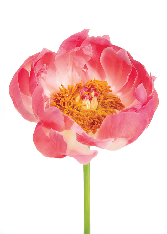 Peony Limited Edition Botanical Print