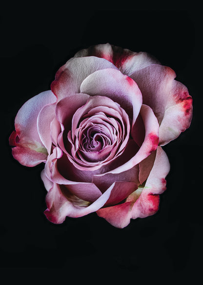 Mother's Day - Uplifting Botanical Cards Gift Set