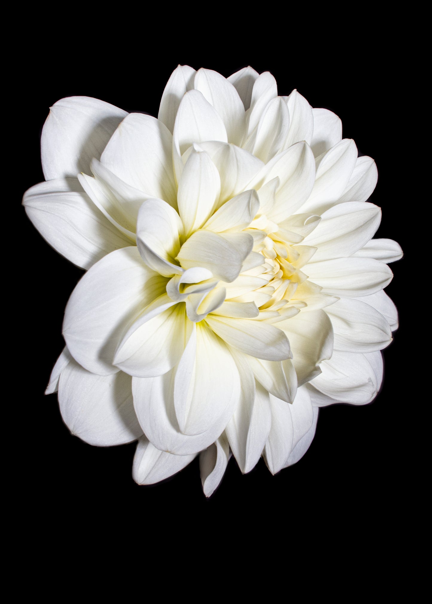 Marshmallow Dahlia Bloom