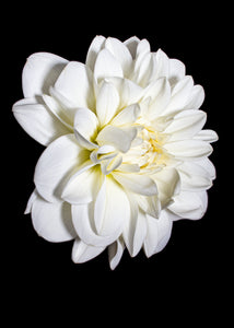 Marshmallow Dahlia Bloom