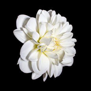 Marshmallow Dahlia, Botanical Art Prints by Photographer Tal Shpantzer