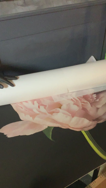 Peony Dreams, Prints by Photographer Tal Shpantzer