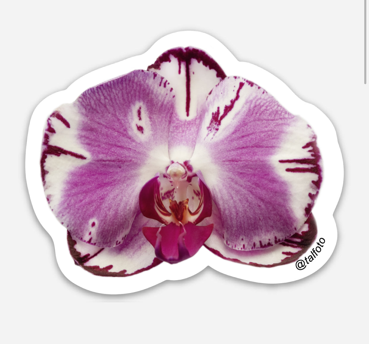 Moth - Orchid Sticker