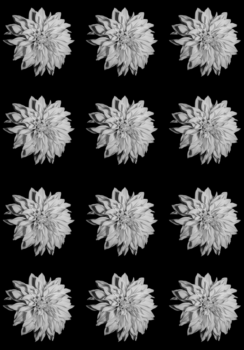 Dahlia Dreams - Wrapping Paper - Set of 3 Sheets