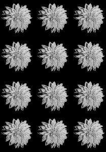 Dahlia Dreams - Wrapping Paper - Set of 3 Sheets