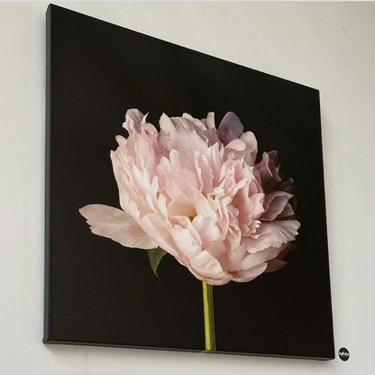 Peony Dreams, Prints by Photographer Tal Shpantzer