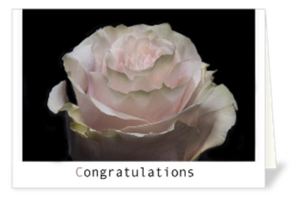 Notecard variety value pack | Holiday, all occasion, birthday, wild card mix - Box Set