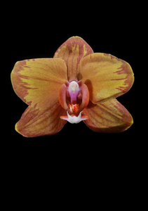 Orchid Gift Set