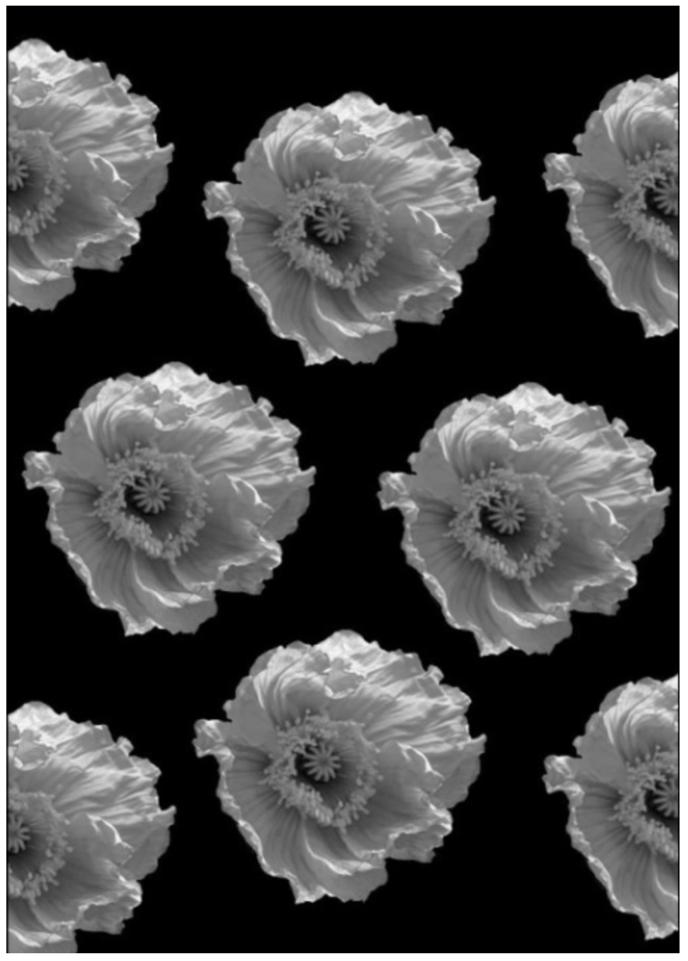 NEW B&W POPPIES - Wrapping Paper - Set of 3 Sheets