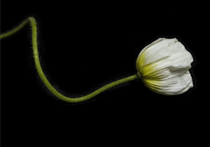 Tulip, Botanical Art Prints by Photographer Tal Shpantzer