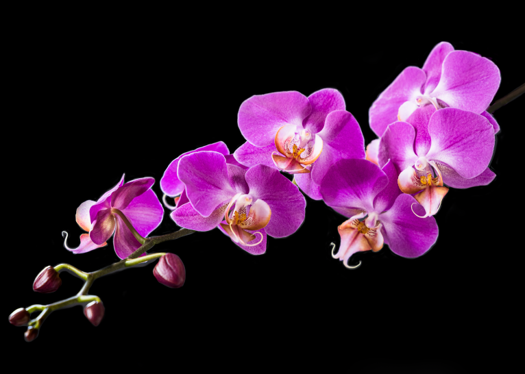 Stunning Orchid Symphony, Botanical Art Print by Photographer Tal Shpantzer