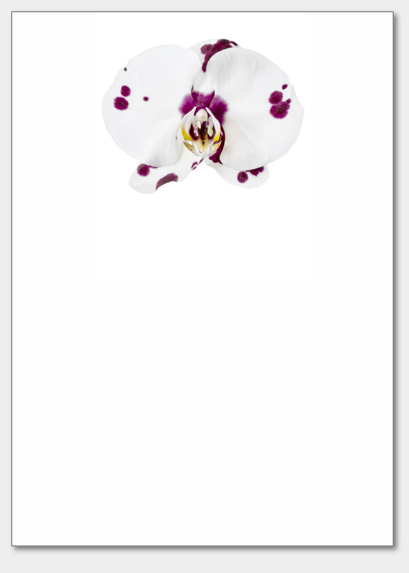 White Orchid  Notepad - New