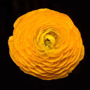 Sunshine , Prints by Photographer Tal Shpantzer