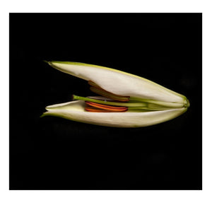 Flower Disected