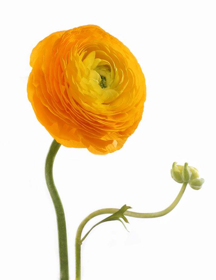 Blooming  Ranunculus , Print by Photographer Tal Shpantzer