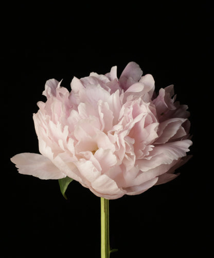 Peony Dreams, Prints by Photographer Tal Shpantzer