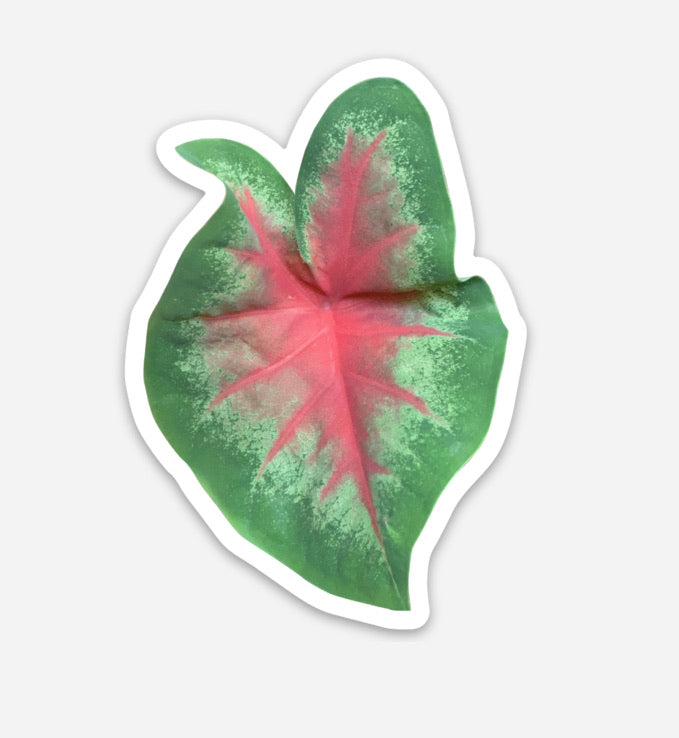 Caladium Plant Sticker Happiness