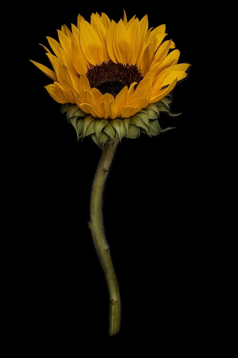 Sunflower 2, Print by Photographer Tal Shpantzer
