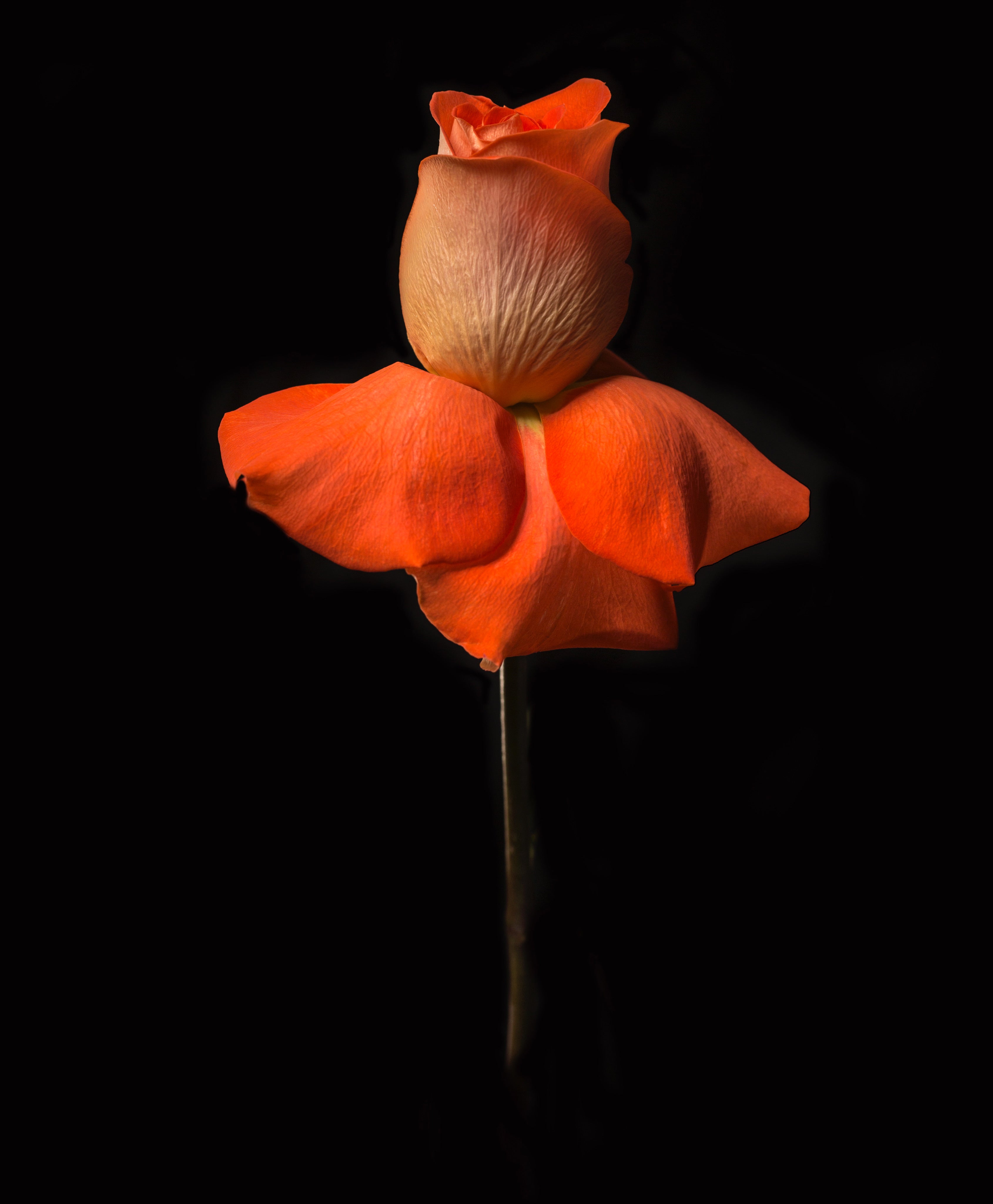Rose, Fine Art Print by Photographer Tal Shpantzer