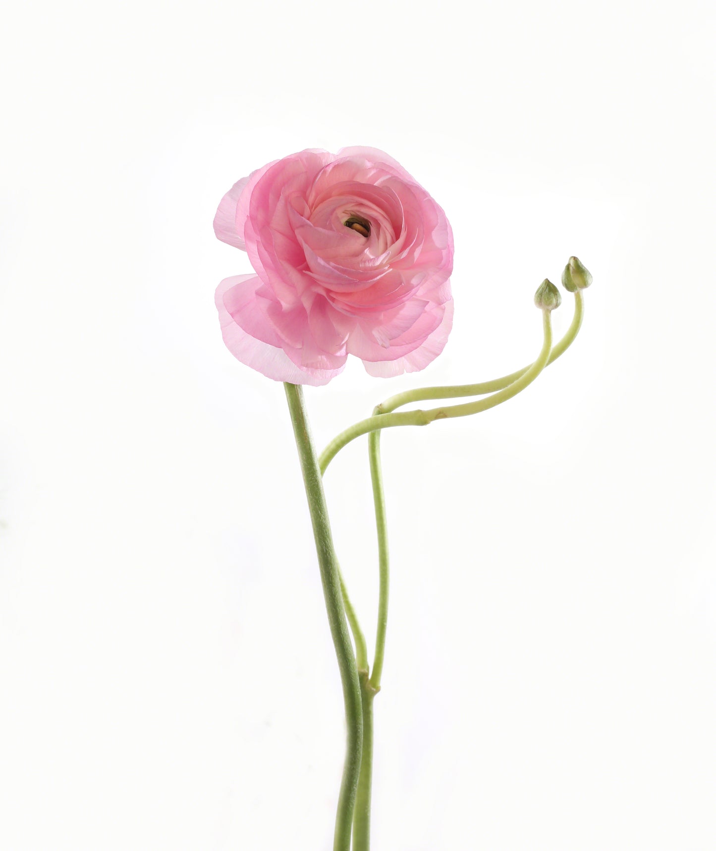 Blooming Greeting Card Pink Ranunculus