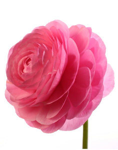 The Pinks