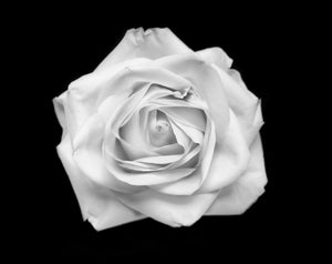 Rose, Prints by Artist Photographer Tal Shpantzer