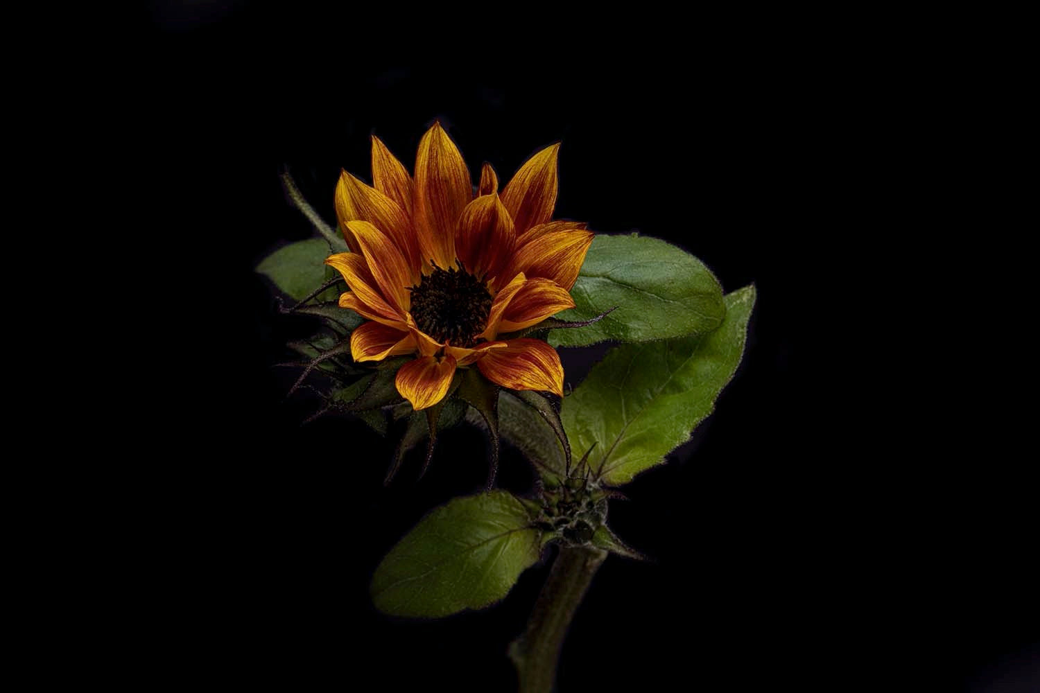 Bewitched Sunflower , Print by Photographer Tal Shpantzer