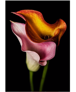 CALLAS