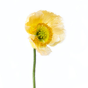 Yellow Poppy, Botanical Art Prints by Photographer Tal Shpantzer
